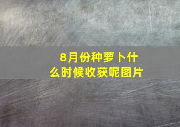 8月份种萝卜什么时候收获呢图片