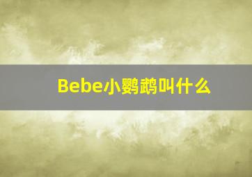 Bebe小鹦鹉叫什么