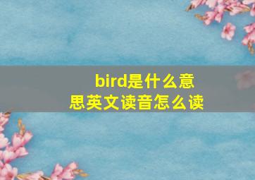 bird是什么意思英文读音怎么读