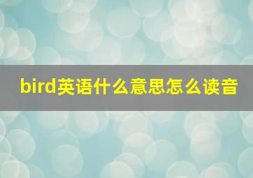 bird英语什么意思怎么读音