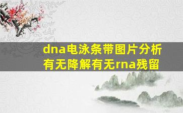 dna电泳条带图片分析有无降解有无rna残留