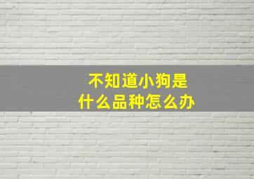 不知道小狗是什么品种怎么办