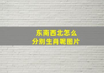 东南西北怎么分别生肖呢图片