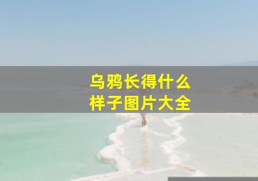 乌鸦长得什么样子图片大全