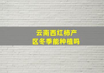 云南西红柿产区冬季能种植吗