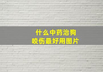 什么中药治狗咬伤最好用图片