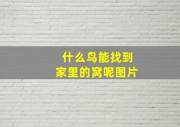 什么鸟能找到家里的窝呢图片