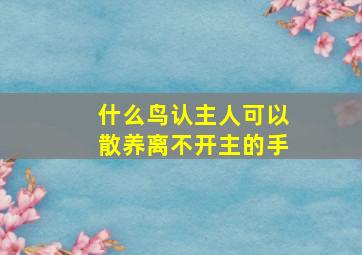 什么鸟认主人可以散养离不开主的手