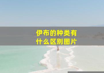 伊布的种类有什么区别图片