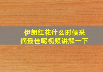 伊朗红花什么时候采摘最佳呢视频讲解一下