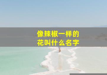 像辣椒一样的花叫什么名字