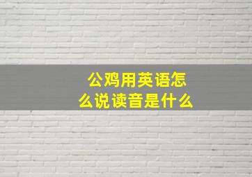 公鸡用英语怎么说读音是什么