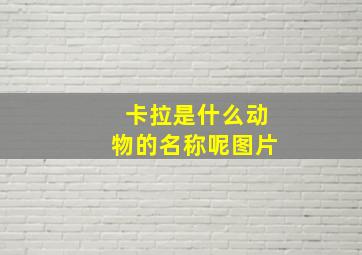 卡拉是什么动物的名称呢图片