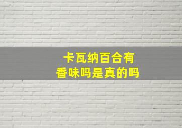 卡瓦纳百合有香味吗是真的吗