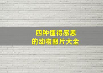 四种懂得感恩的动物图片大全