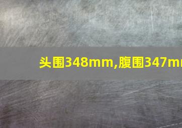 头围348mm,腹围347mm