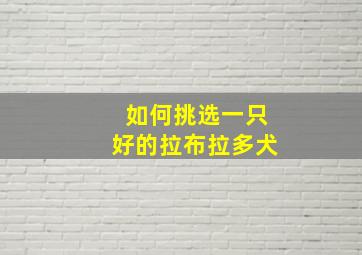 如何挑选一只好的拉布拉多犬