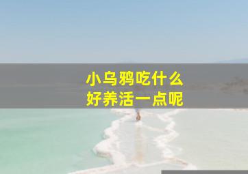 小乌鸦吃什么好养活一点呢