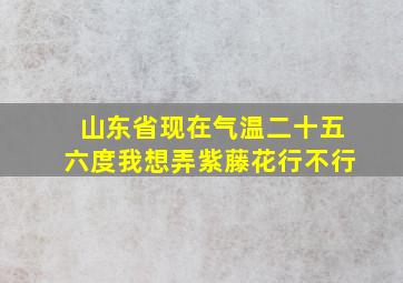 山东省现在气温二十五六度我想弄紫藤花行不行