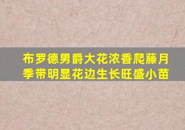 布罗德男爵大花浓香爬藤月季带明显花边生长旺盛小苗