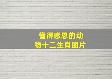 懂得感恩的动物十二生肖图片