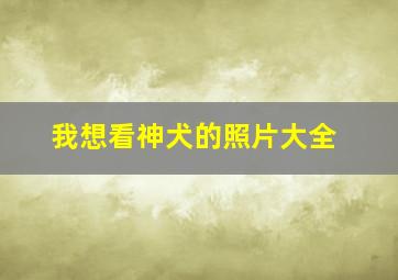 我想看神犬的照片大全