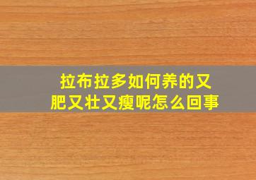 拉布拉多如何养的又肥又壮又瘦呢怎么回事