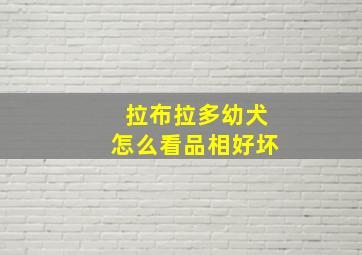 拉布拉多幼犬怎么看品相好坏