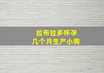 拉布拉多怀孕几个月生产小狗