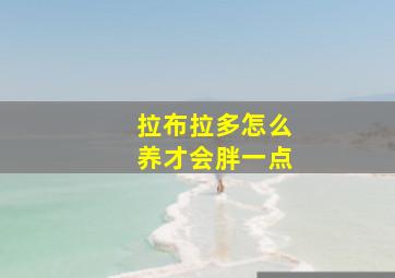 拉布拉多怎么养才会胖一点