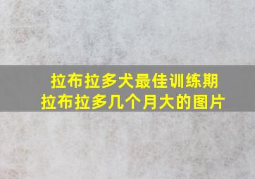 拉布拉多犬最佳训练期拉布拉多几个月大的图片