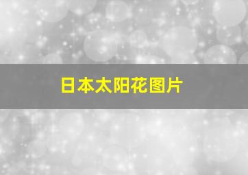 日本太阳花图片