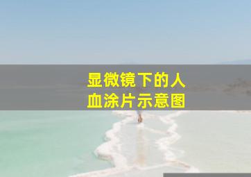 显微镜下的人血涂片示意图