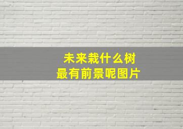 未来栽什么树最有前景呢图片