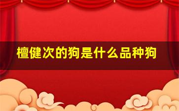 檀健次的狗是什么品种狗