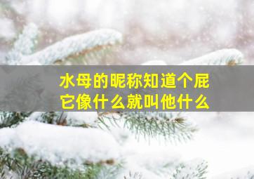 水母的昵称知道个屁它像什么就叫他什么