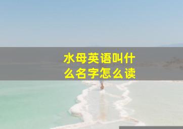 水母英语叫什么名字怎么读