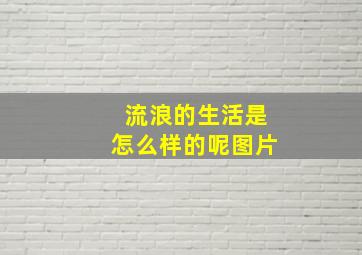 流浪的生活是怎么样的呢图片