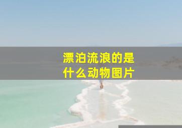 漂泊流浪的是什么动物图片