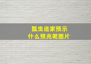 瓢虫进家预示什么预兆呢图片