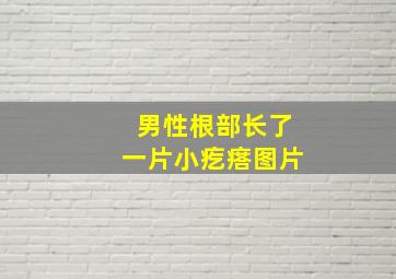 男性根部长了一片小疙瘩图片