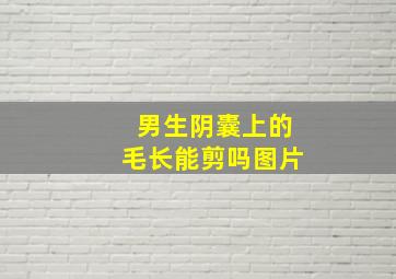 男生阴囊上的毛长能剪吗图片