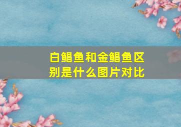 白鲳鱼和金鲳鱼区别是什么图片对比