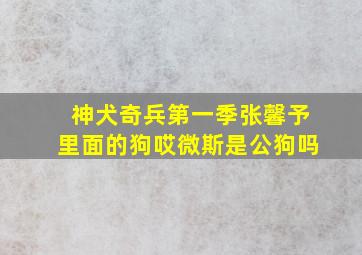 神犬奇兵第一季张馨予里面的狗哎微斯是公狗吗