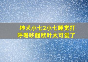 神犬小七2小七睡觉打呼噜吵醒欧叶太可爱了