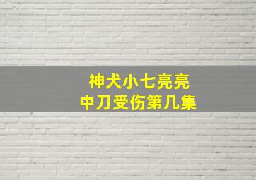 神犬小七亮亮中刀受伤第几集