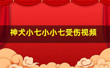 神犬小七小小七受伤视频