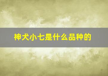 神犬小七是什么品种的