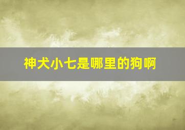 神犬小七是哪里的狗啊