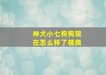 神犬小七狗狗现在怎么样了视频